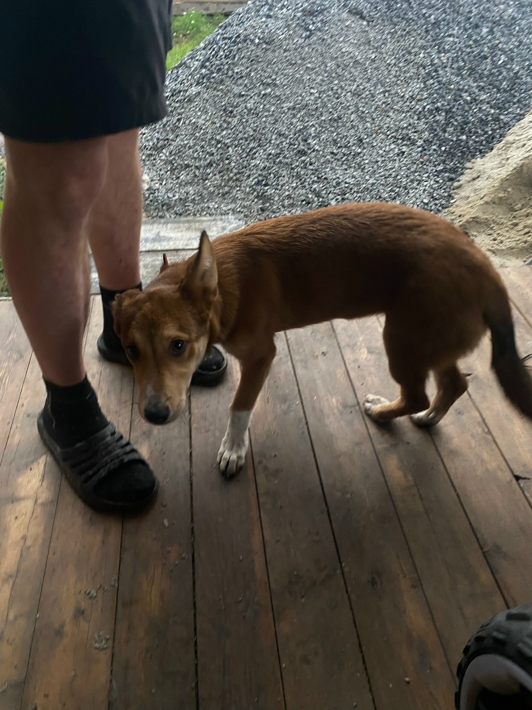 Найдена собака в Кемерове — фото объявления