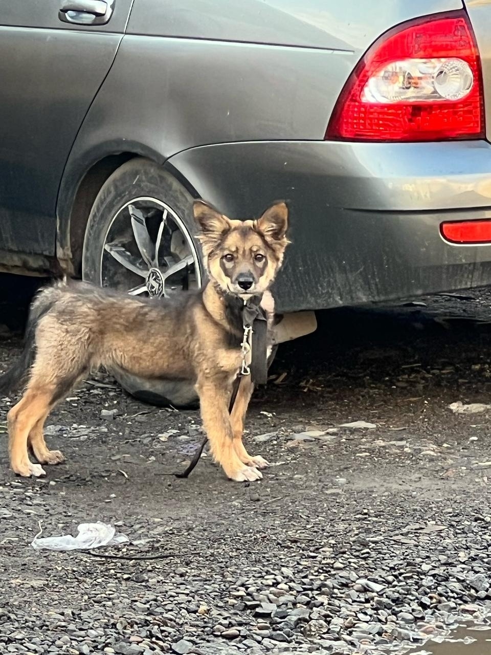 Пропала собака в Кемерове — фото объявления