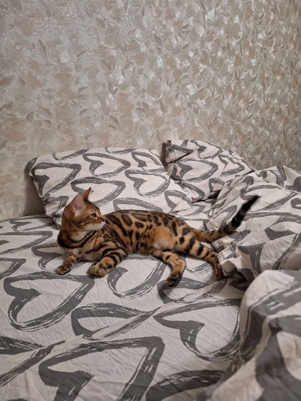 Пропала кошка в Кемерове — фото объявления