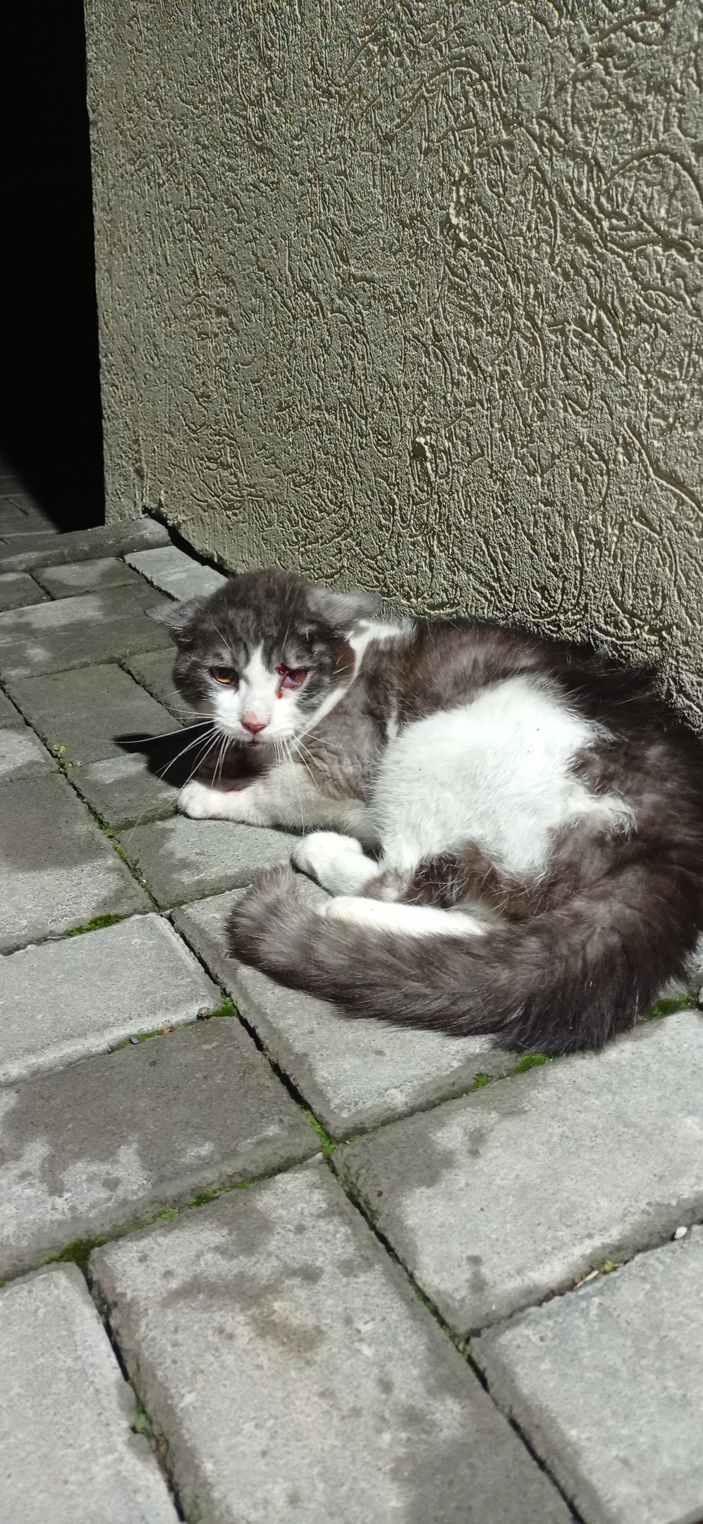 Найдена кошка в Кемерове — фото объявления