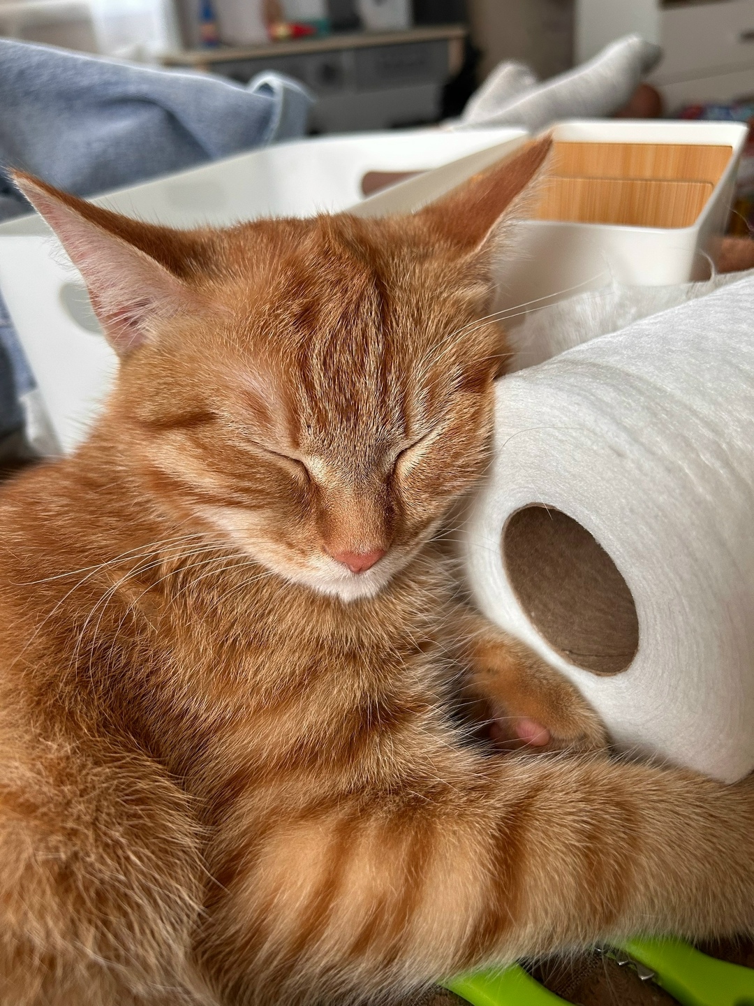 Пропала кошка в Кемерове — фото объявления