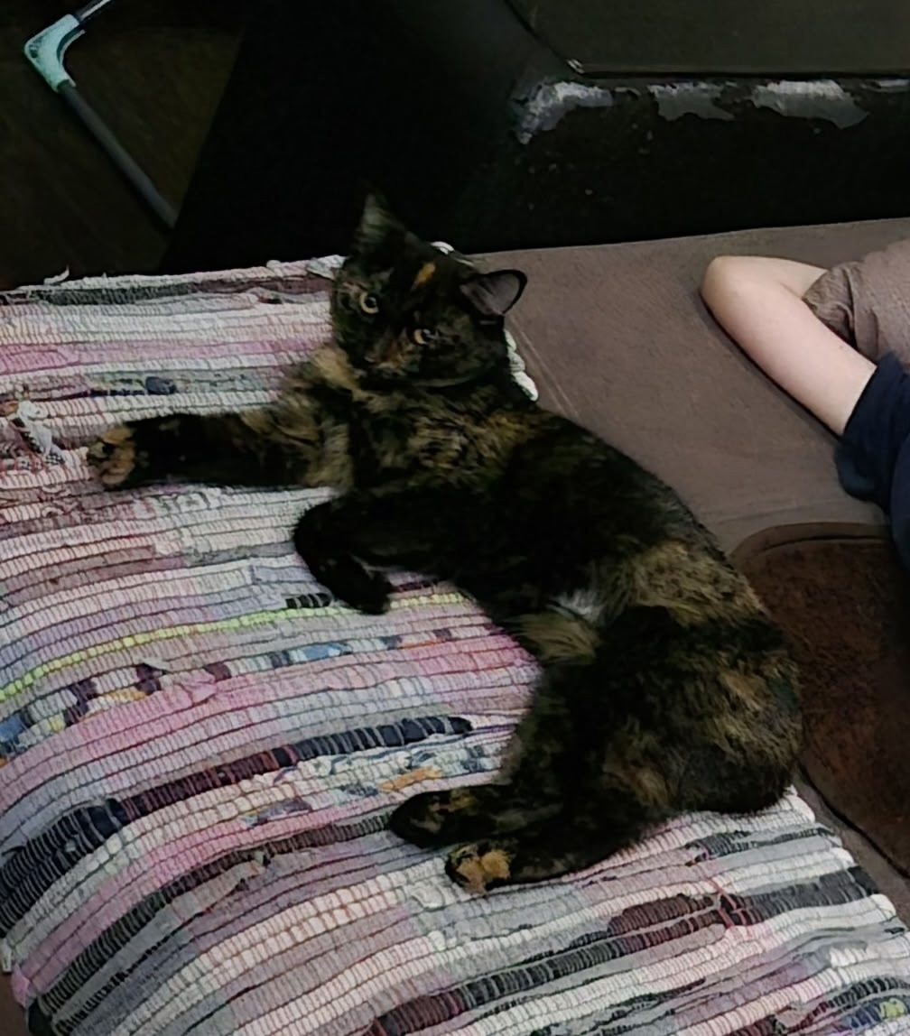 Пропала кошка в Кемерове — фото объявления