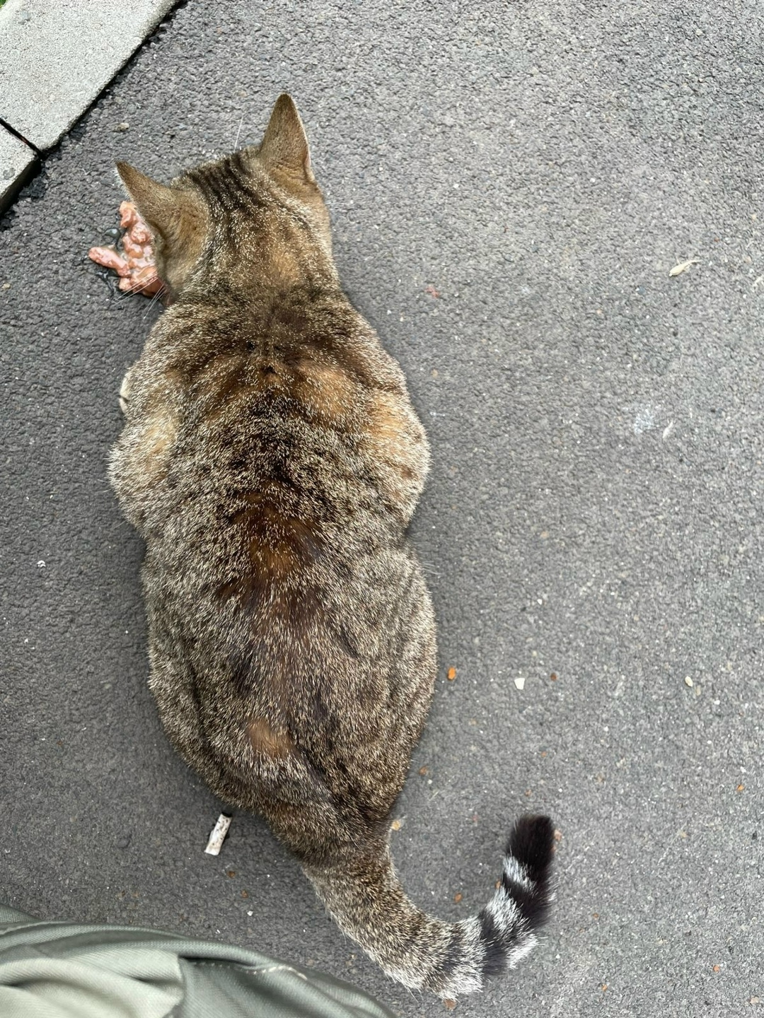 Найдена кошка в Кемерове — фото объявления