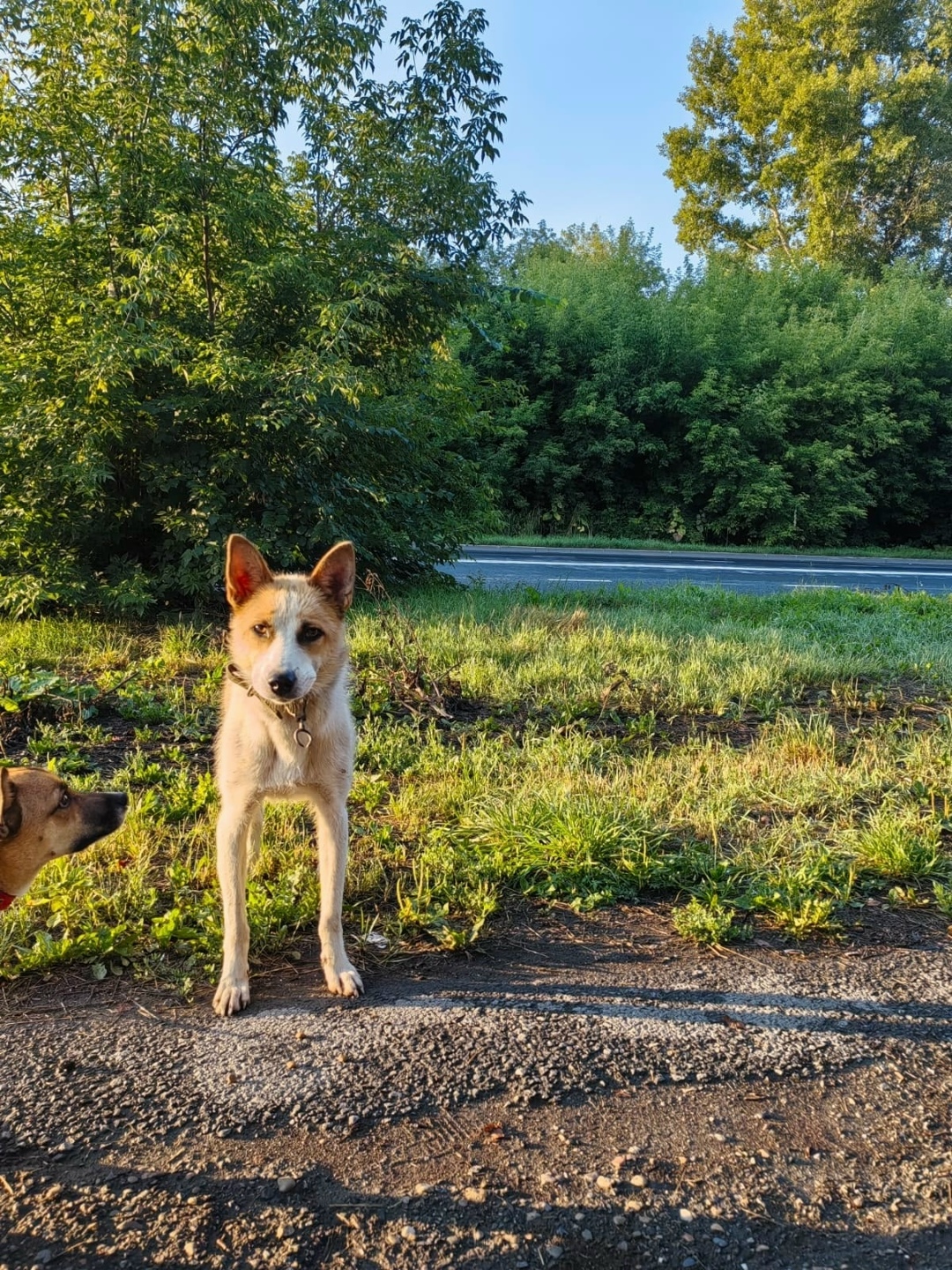 Найдена собака в Кемерове — фото объявления