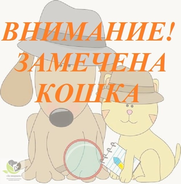 Найдена кошка в Кемерове — фото объявления