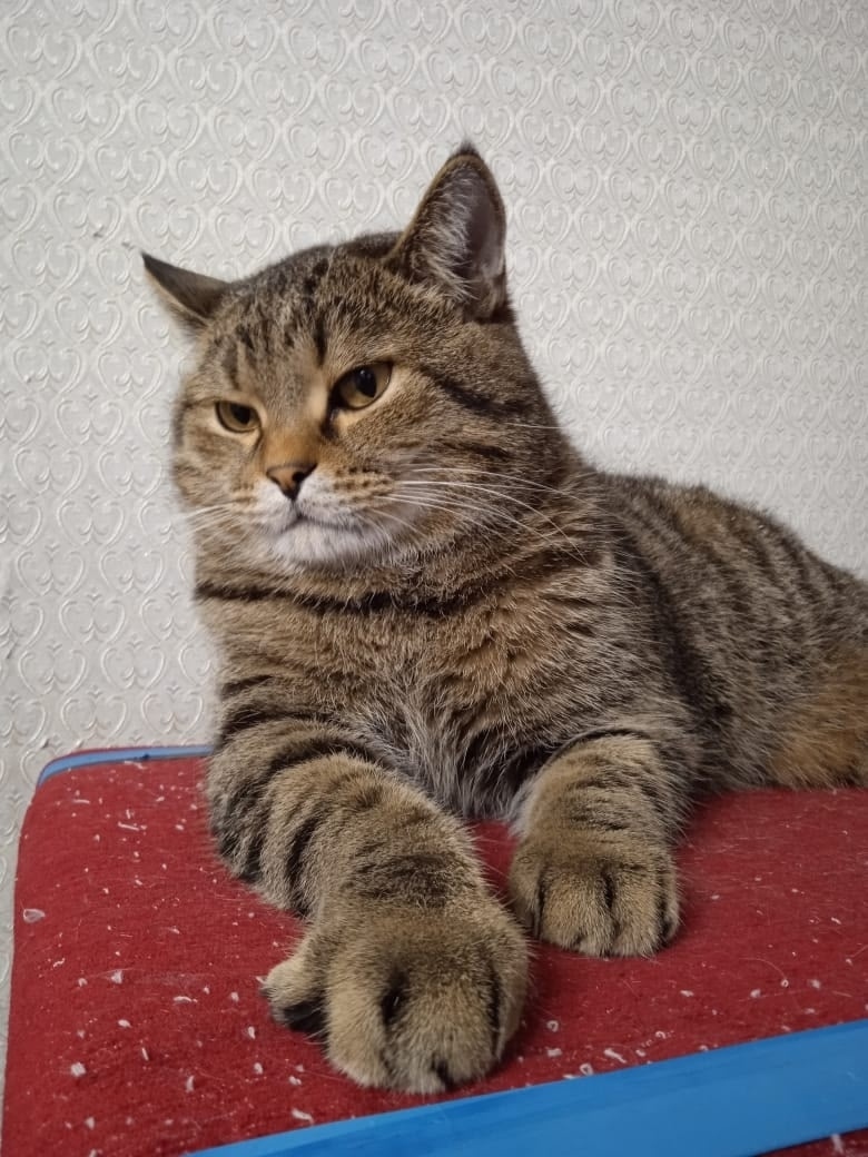 Пропала кошка в Кемерове — фото объявления