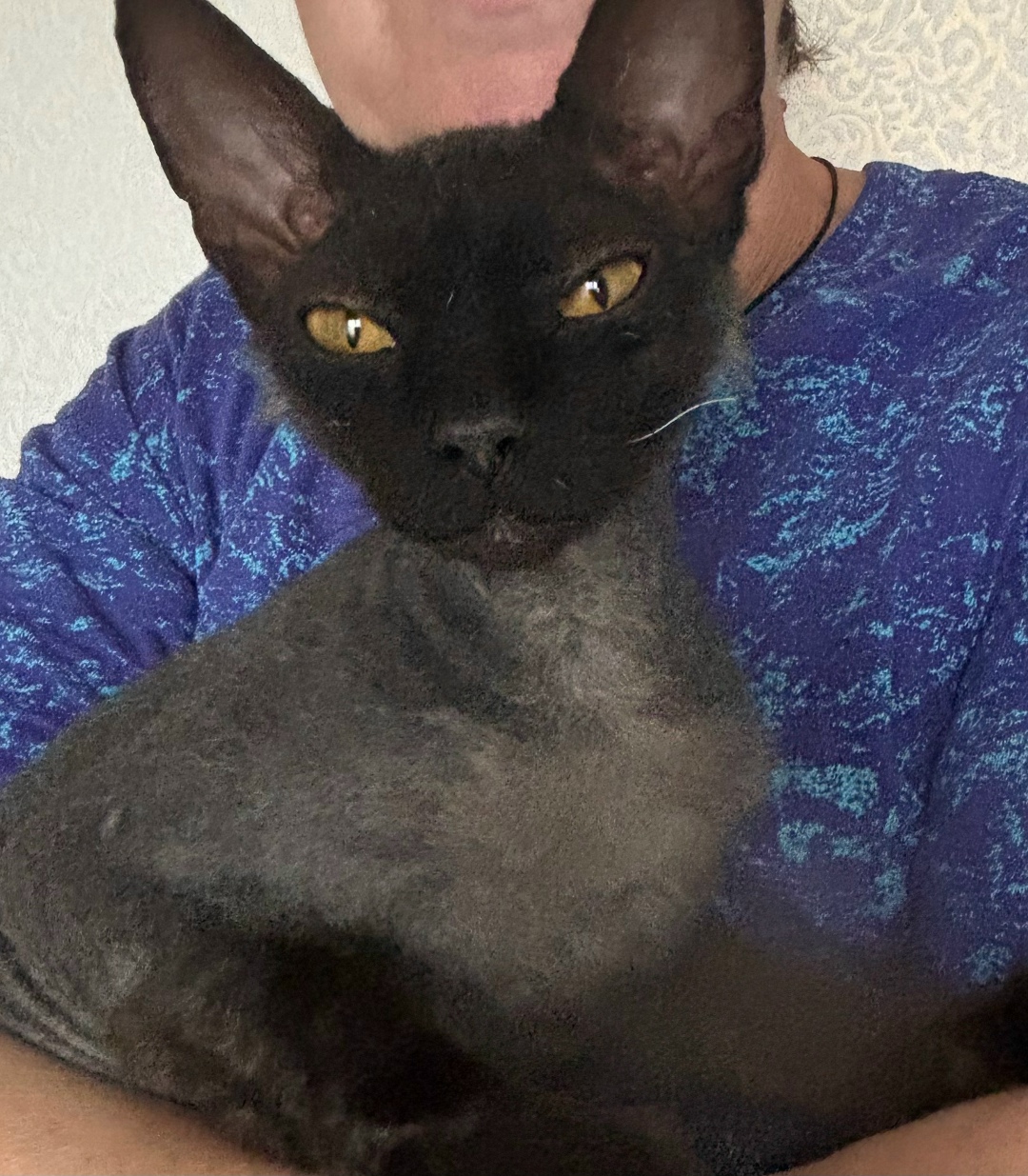 Найдена кошка в Кемерове — фото объявления