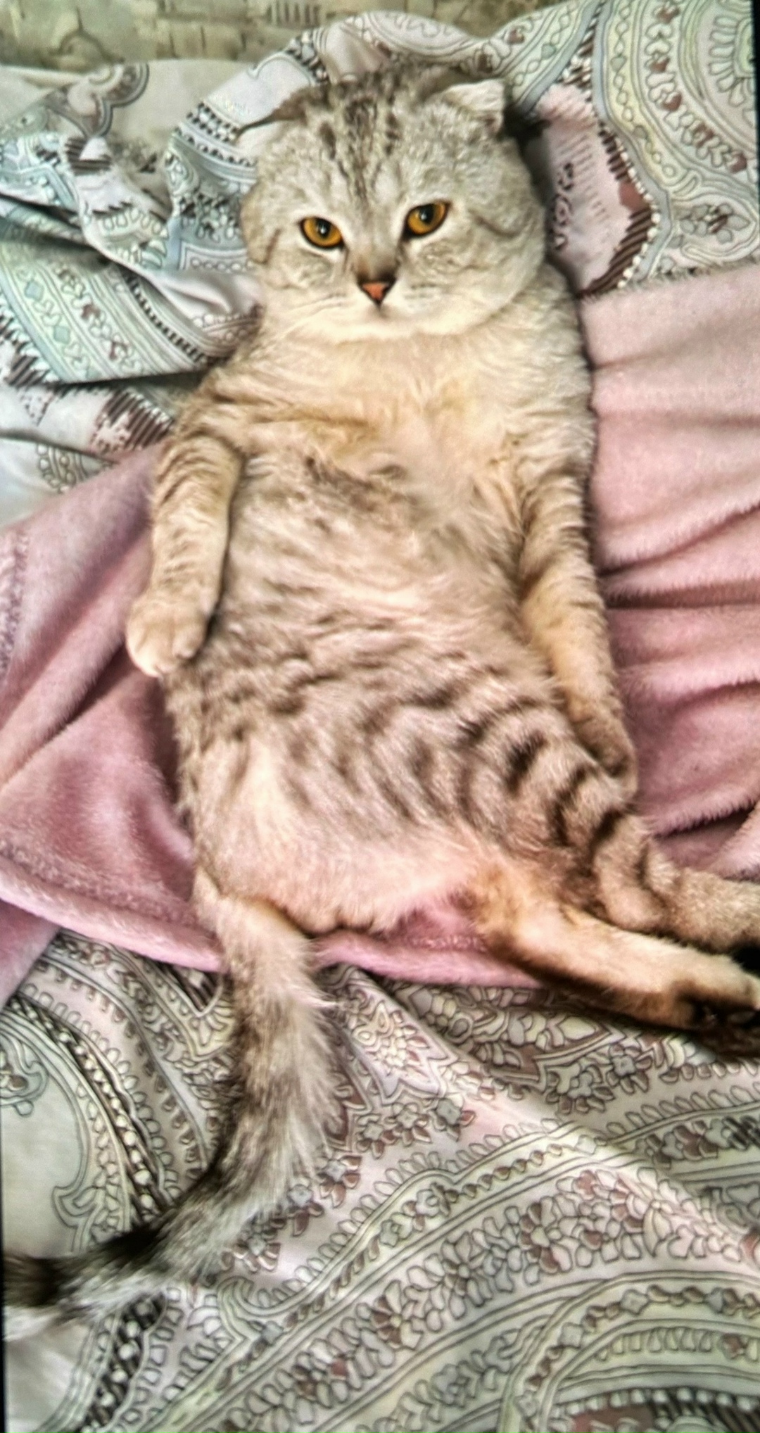 Пропала кошка в Кемерове — фото объявления