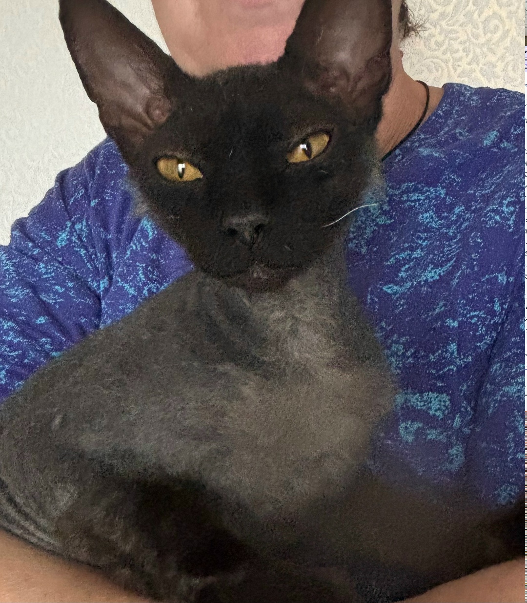 Найдена кошка в Кемерове — фото объявления