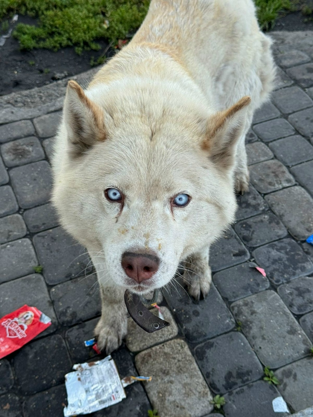 Найдена собака в Кемерове — фото объявления