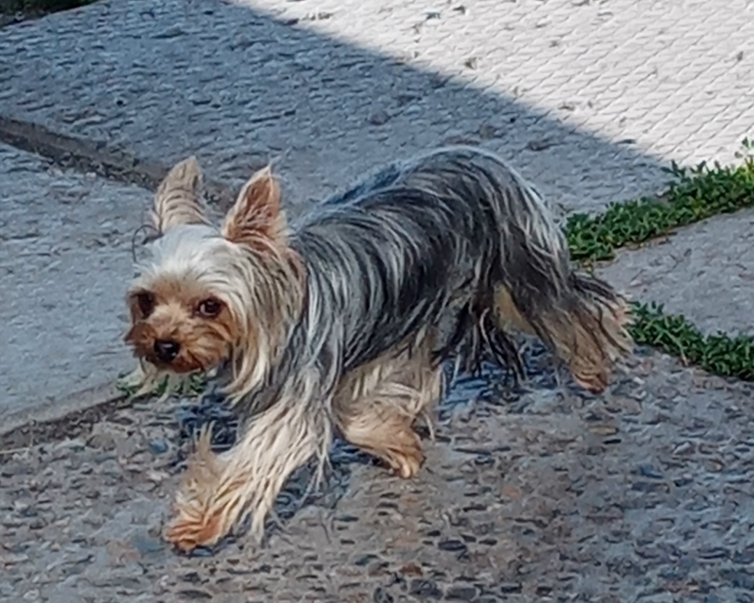 Найдена собака в Кемерове — фото объявления