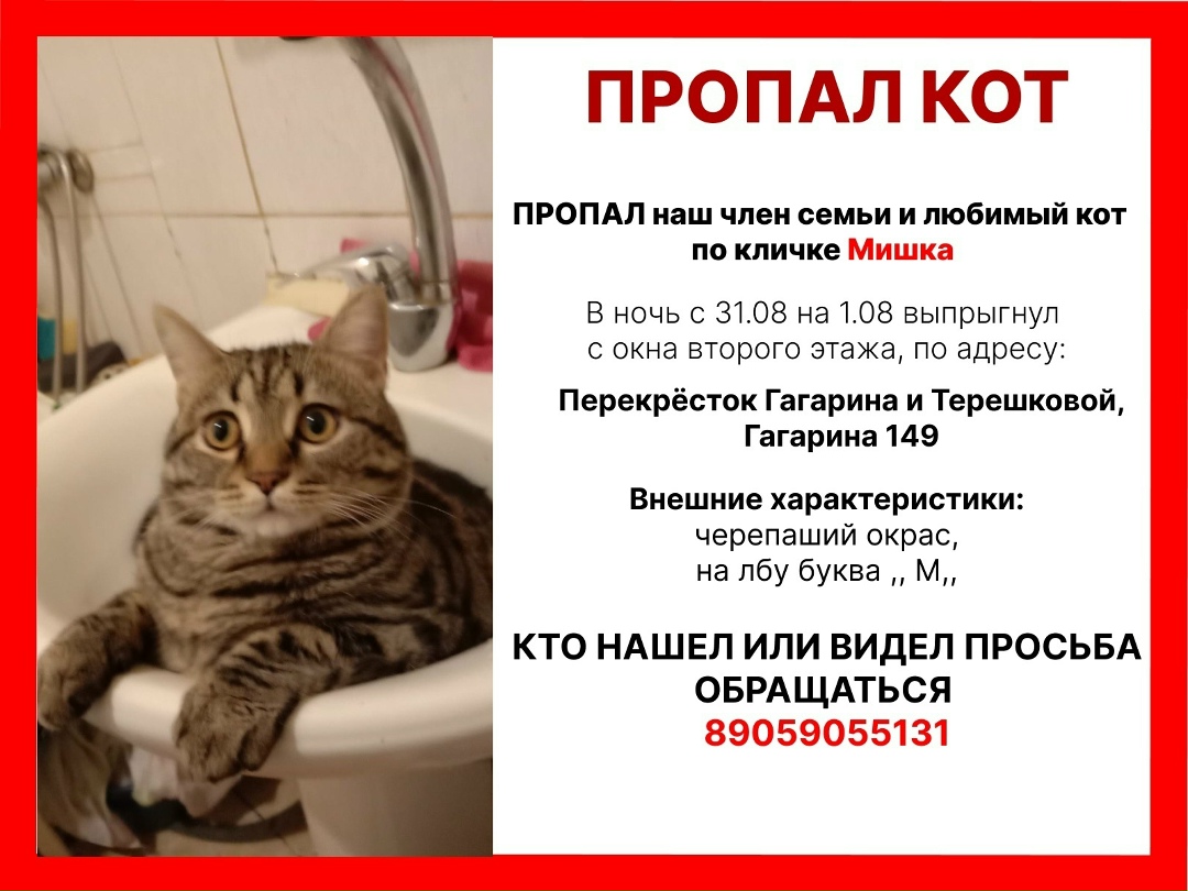 Пропала кошка в Кемерове — фото объявления