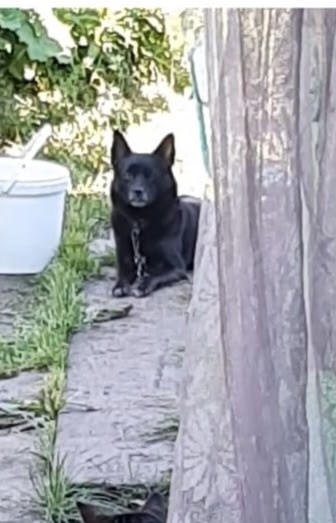 Найдена собака в Кемерове — фото объявления