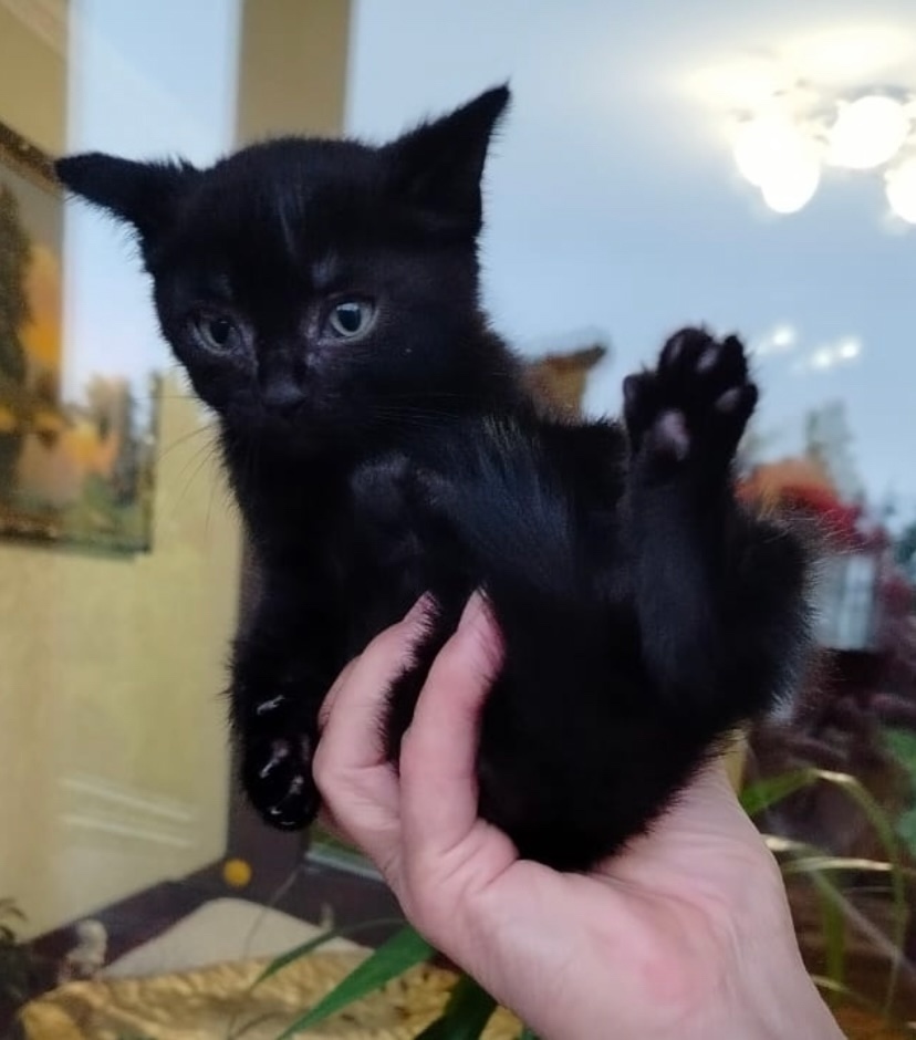 Найдена кошка в Кемерове — фото объявления