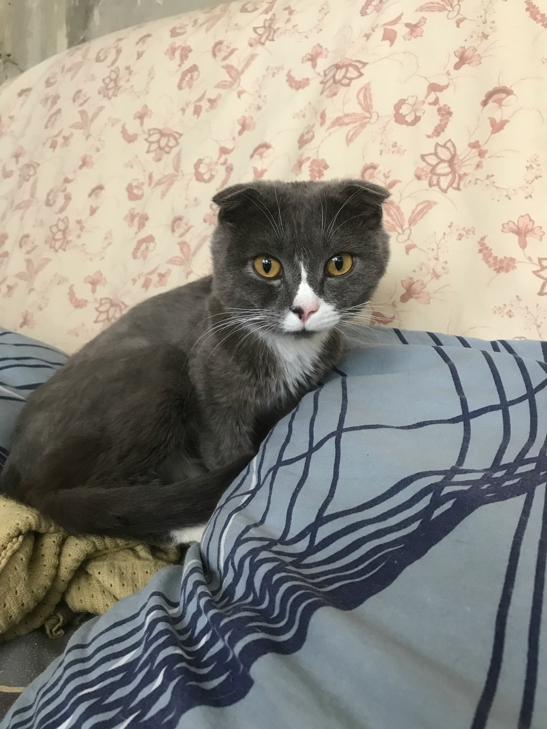 Найдена собака в Кемерове — фото объявления