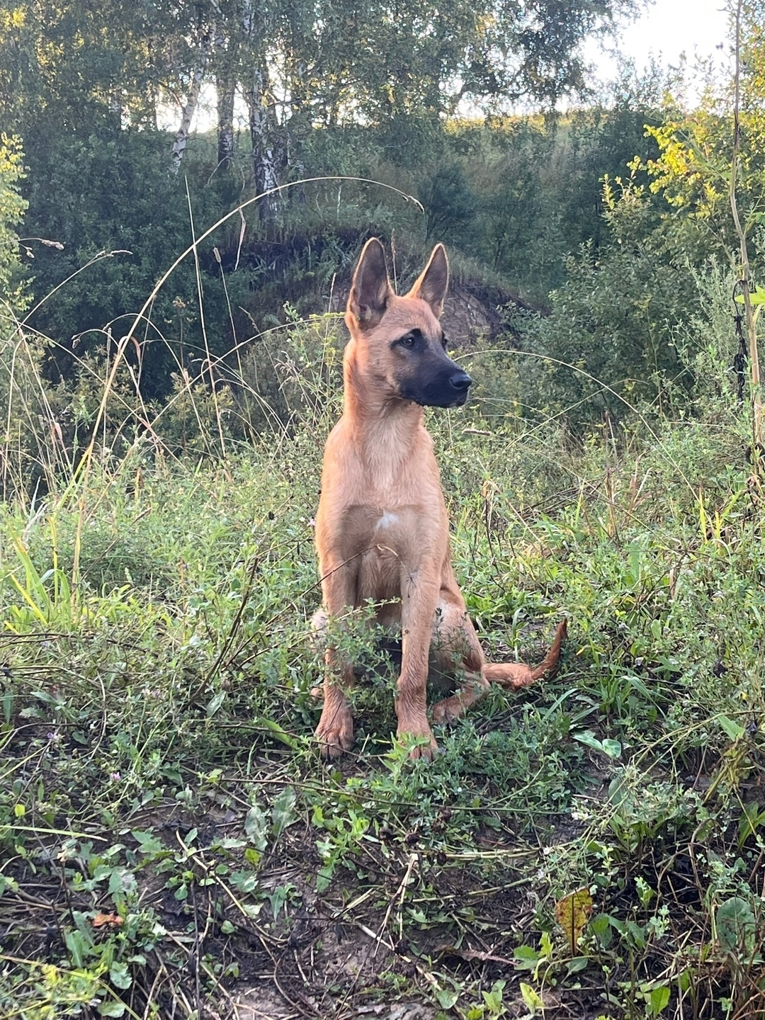 Найдена собака в Кемерове — фото объявления