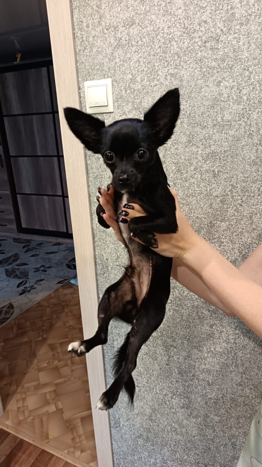 Найдена собака в Кемерове — фото объявления