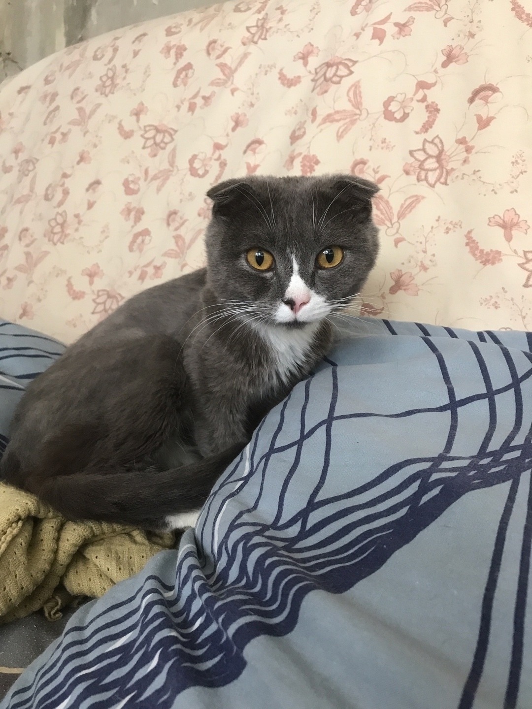 Найдена собака в Кемерове — фото объявления