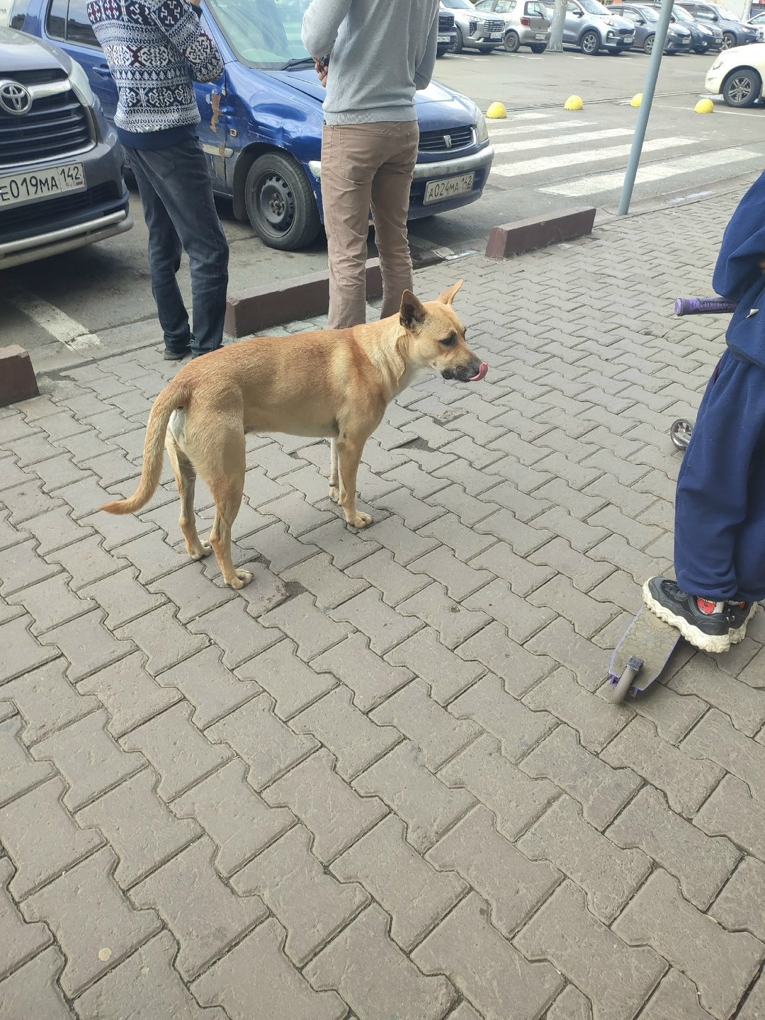 Найдена собака в Кемерове — фото объявления