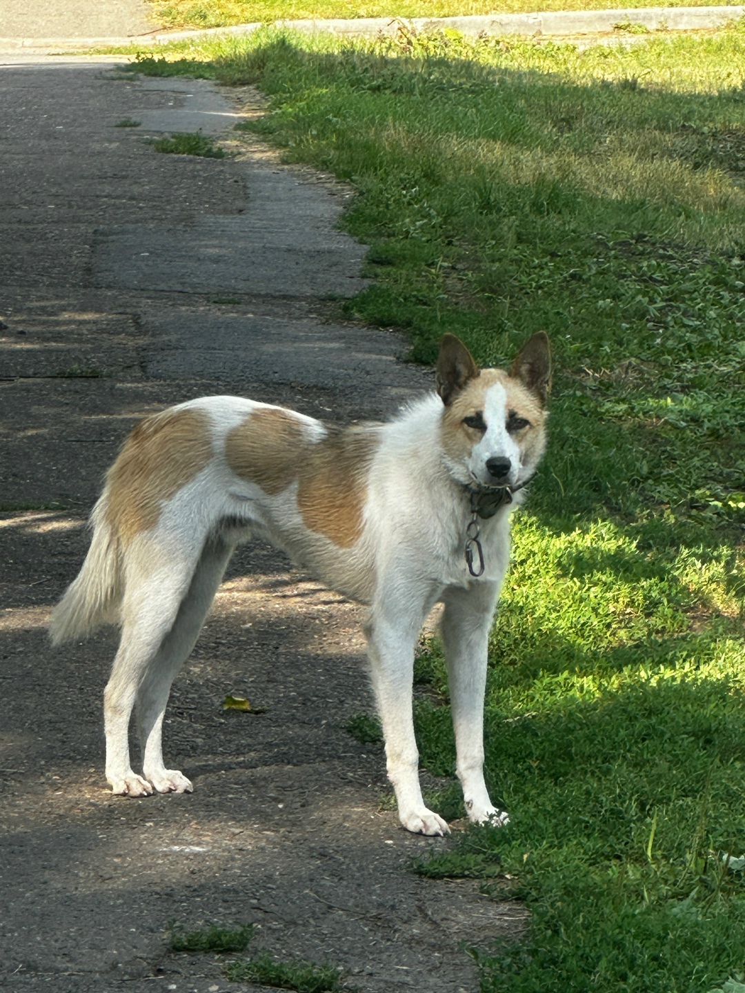 Найдена собака в Кемерове — фото объявления