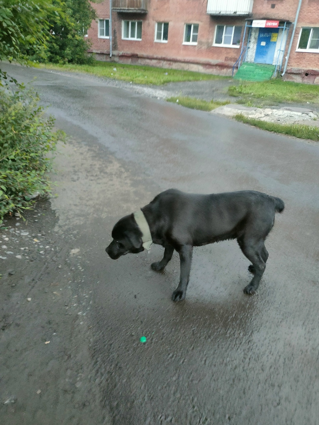 Найдена собака в Кемерове — фото объявления