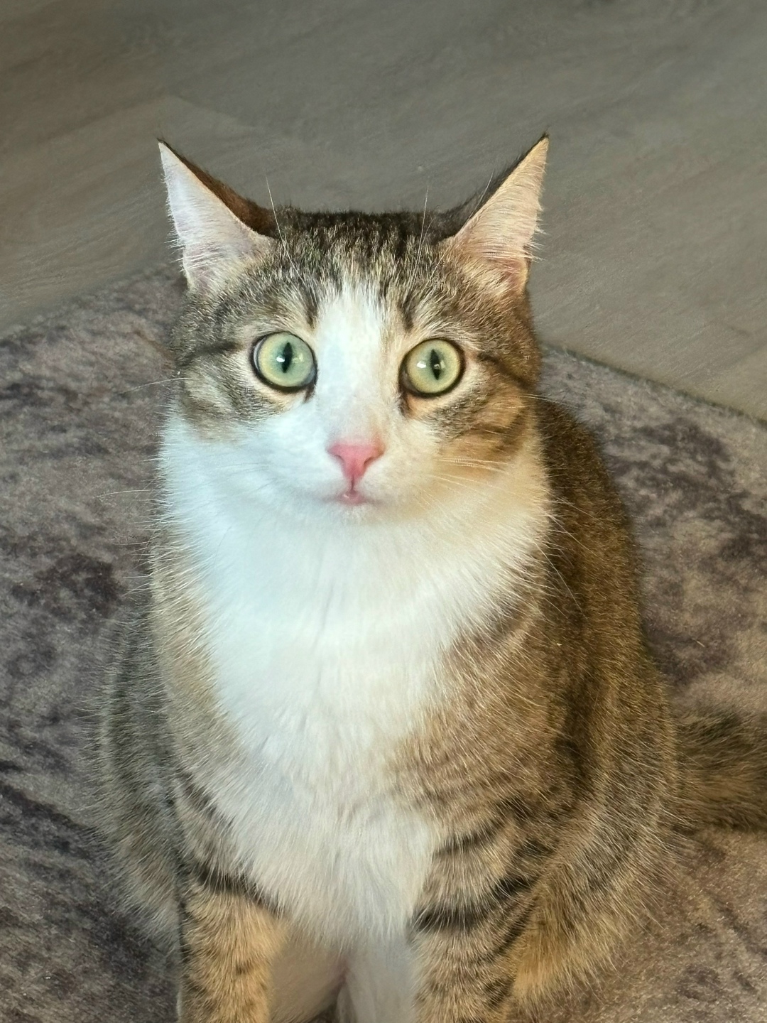 Пропала собака в Кемерове — фото объявления