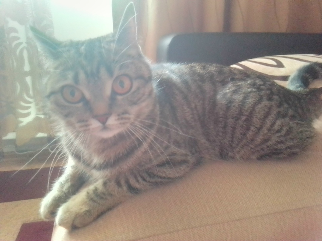 Пропала кошка в Кемерове — фото объявления