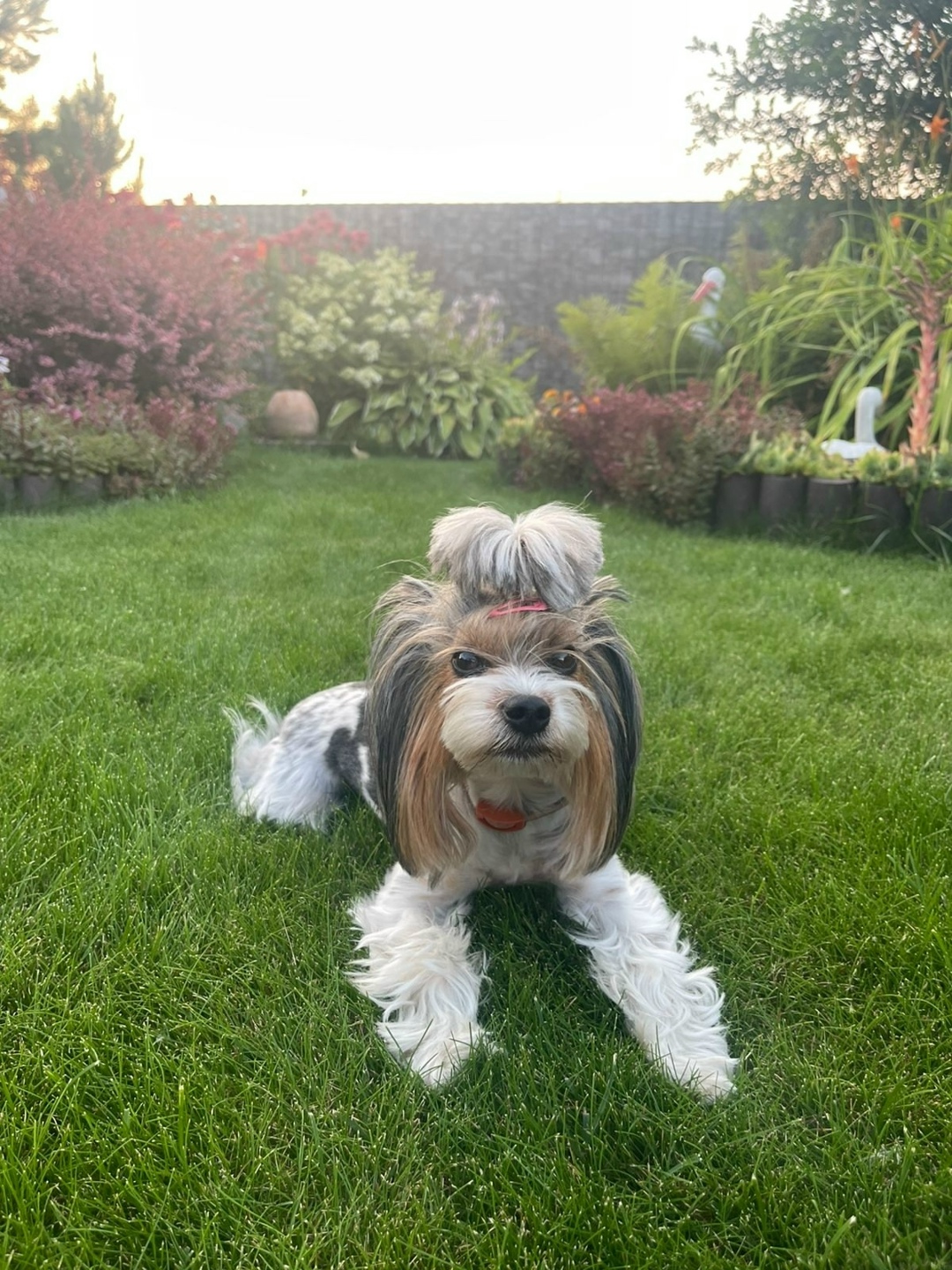 Пропала собака в Кемерове — фото объявления