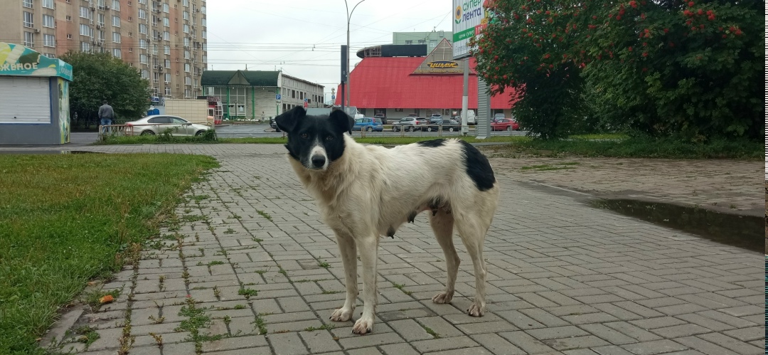 Найдена собака в Кемерове — фото объявления