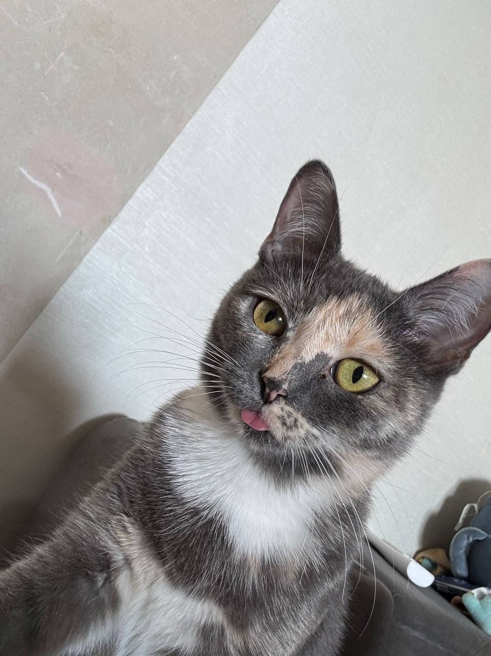 Пропала собака в Кемерове — фото объявления