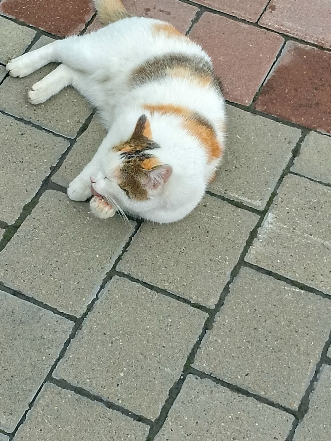 Найдена кошка в Кемерове — фото объявления