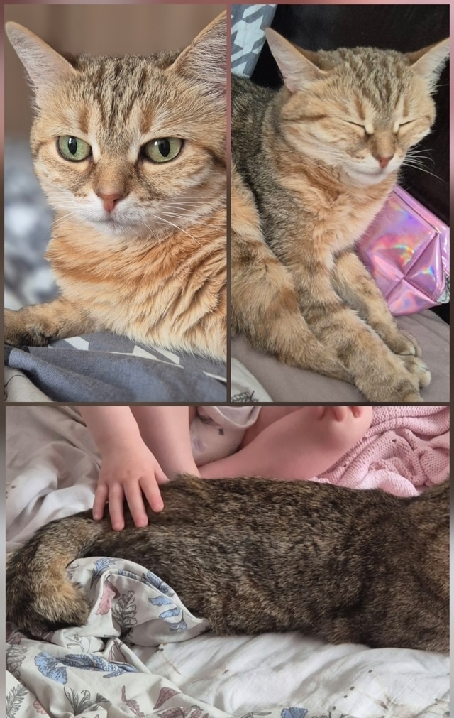 Пропала кошка в Кемерове — фото объявления