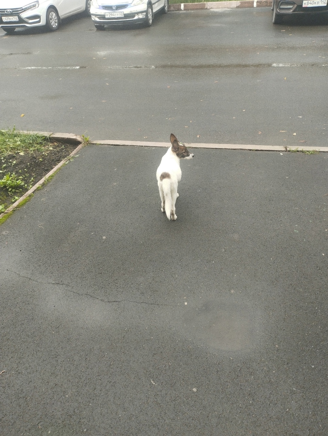 Найдена собака в Кемерове — фото объявления