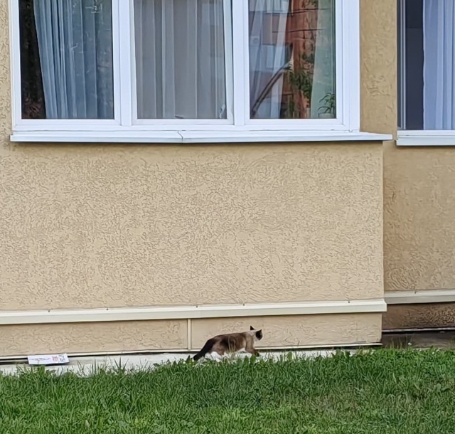 Найдена кошка в Кемерове — фото объявления