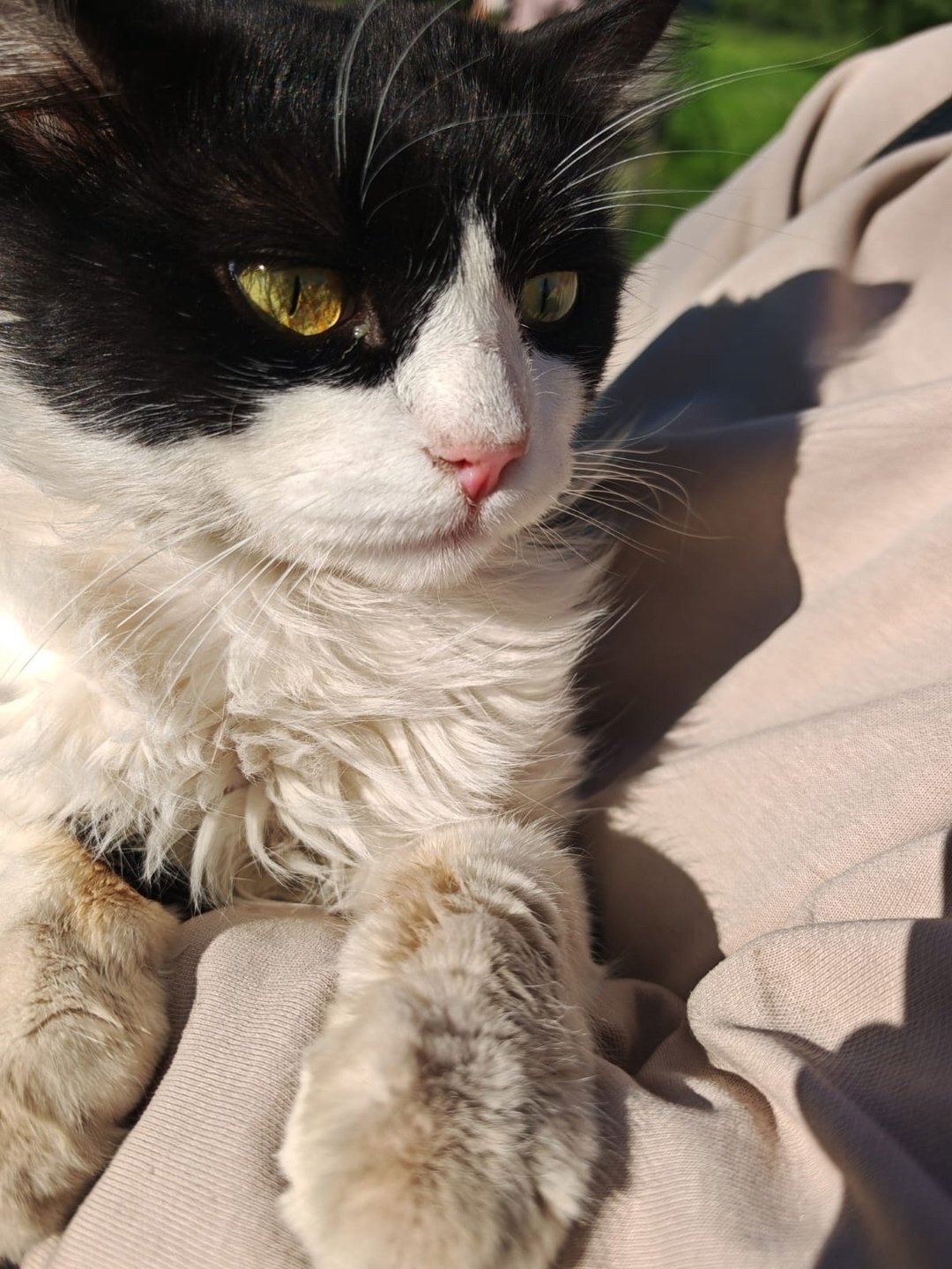 Найдена кошка в Кемерове — фото объявления