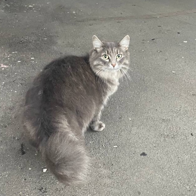 Найдена кошка в Кемерове — фото объявления