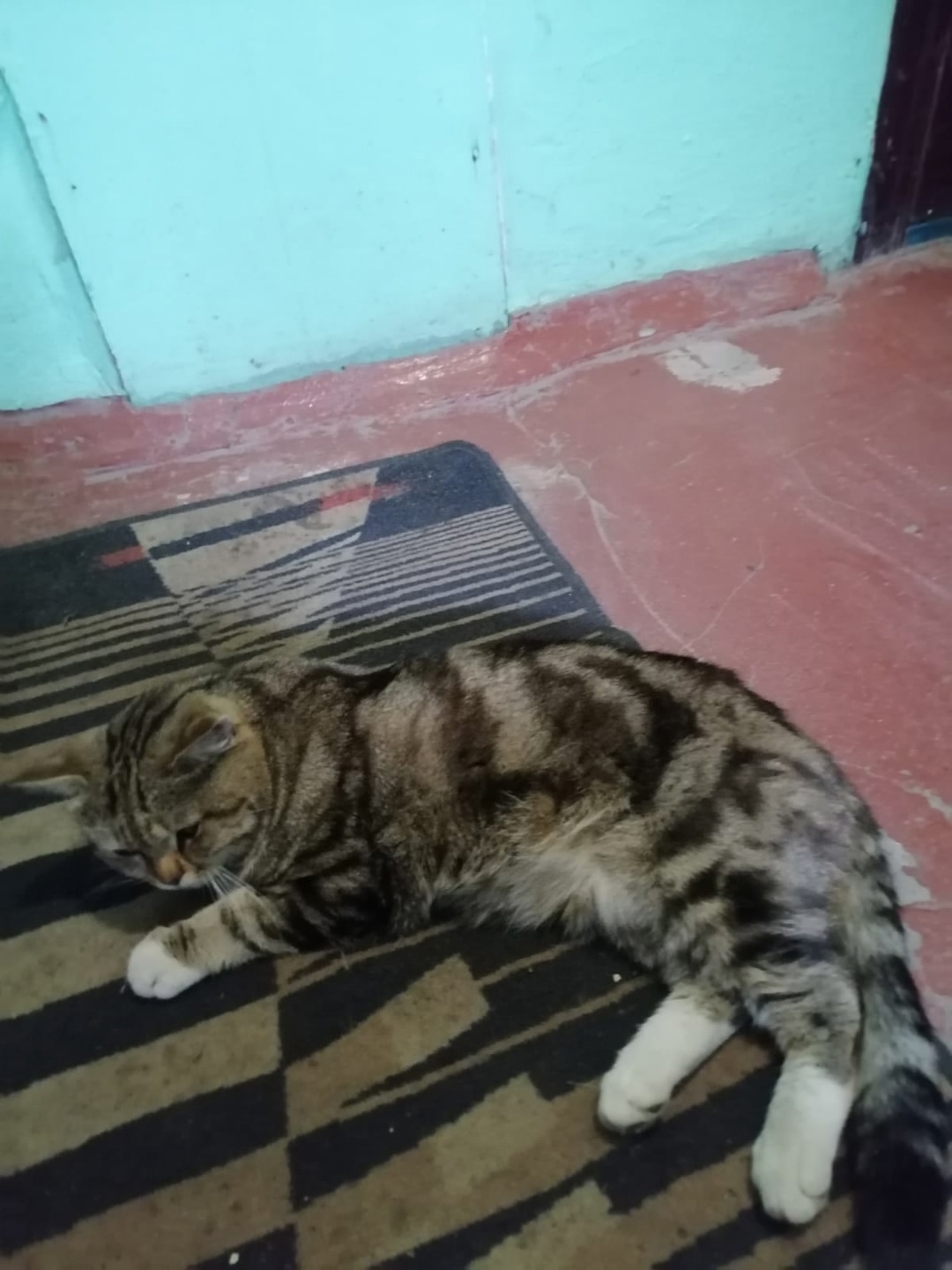 Найдена кошка в Кемерове — фото объявления