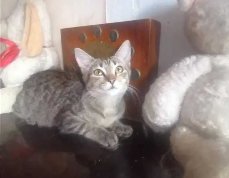 Найдена кошка в Кемерове — фото объявления