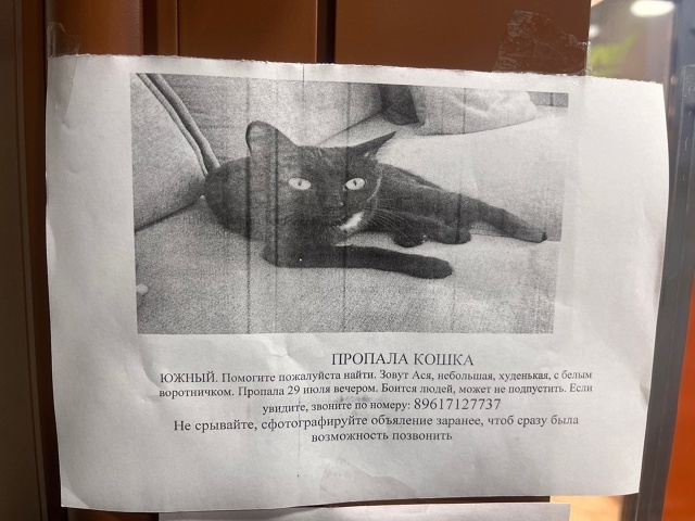 Пропала кошка в Кемерове — фото объявления