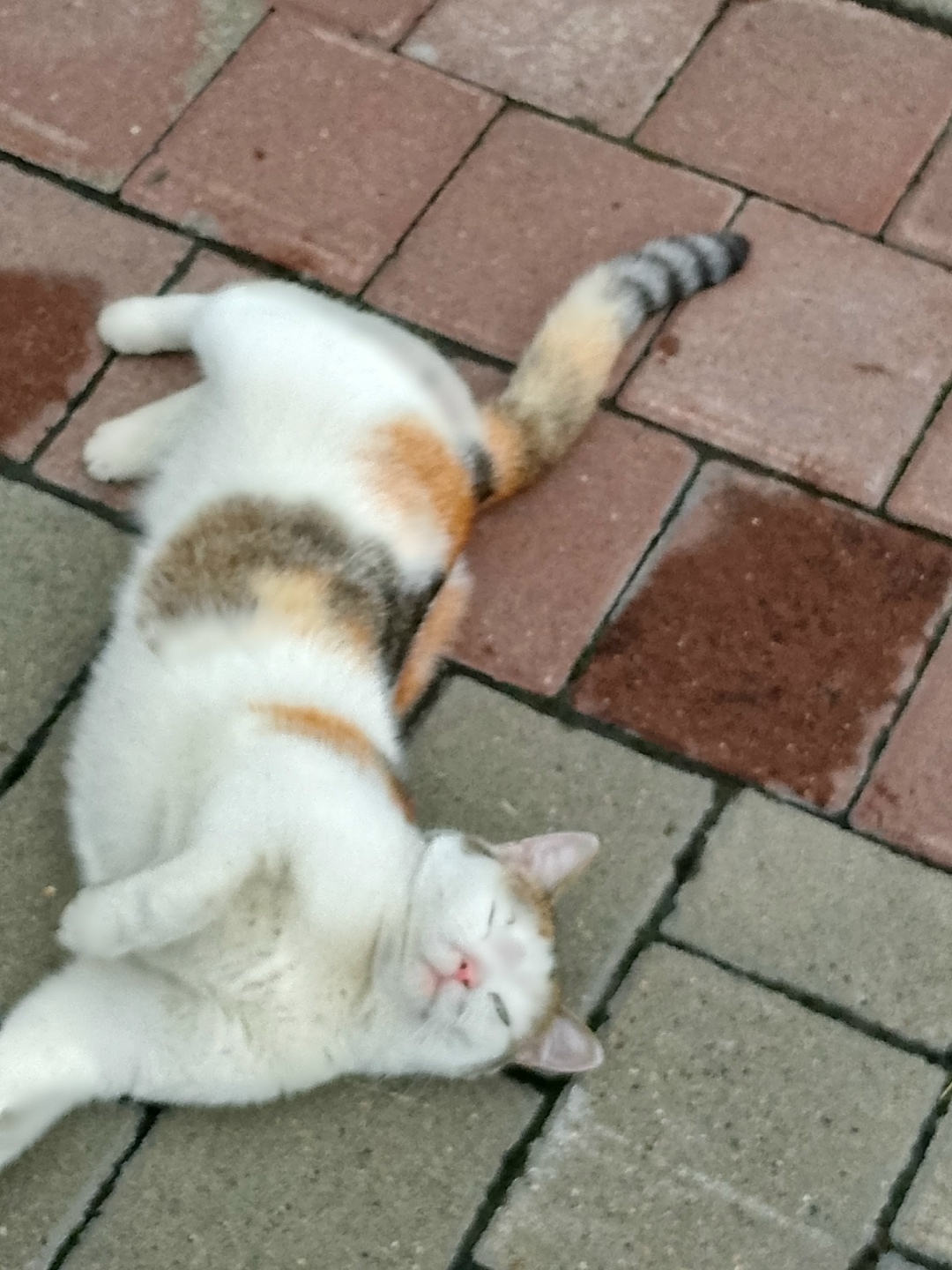 Найдена кошка в Кемерове — фото объявления