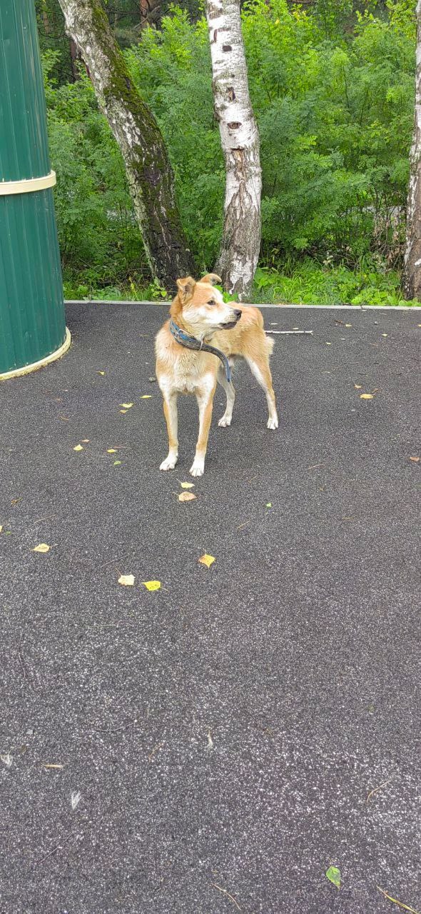 Найдена собака в Кемерове — фото объявления