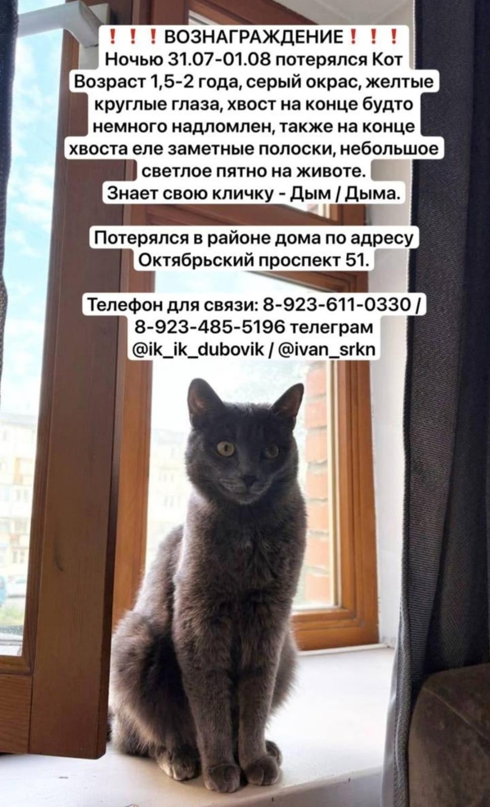 Пропала кошка в Кемерове — фото объявления