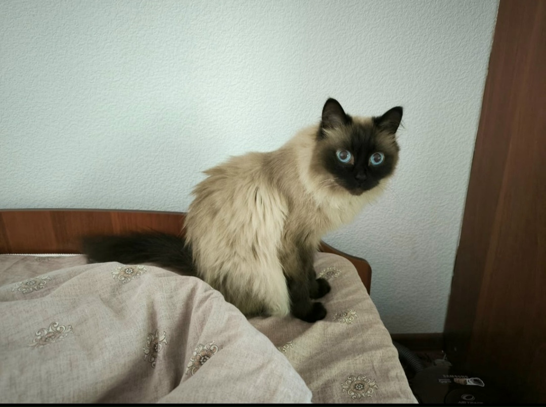 Пропала кошка в Кемерове — фото объявления