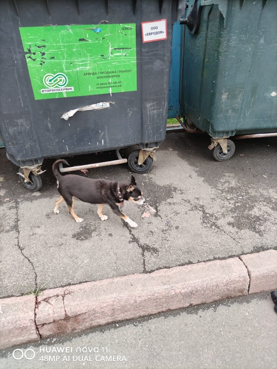 Пропала собака в Кемерове — фото объявления