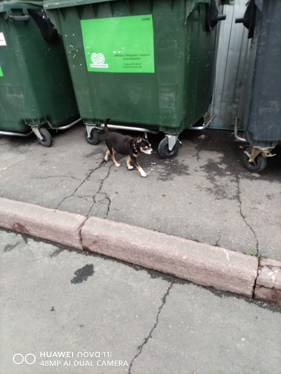 Найдена собака в Кемерове — фото объявления