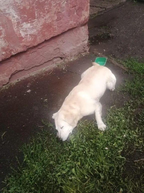 Найдена собака в Кемерове — фото объявления