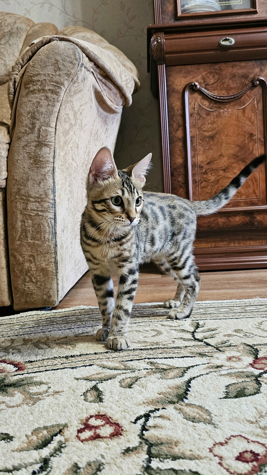 Найдена кошка в Кемерове — фото объявления