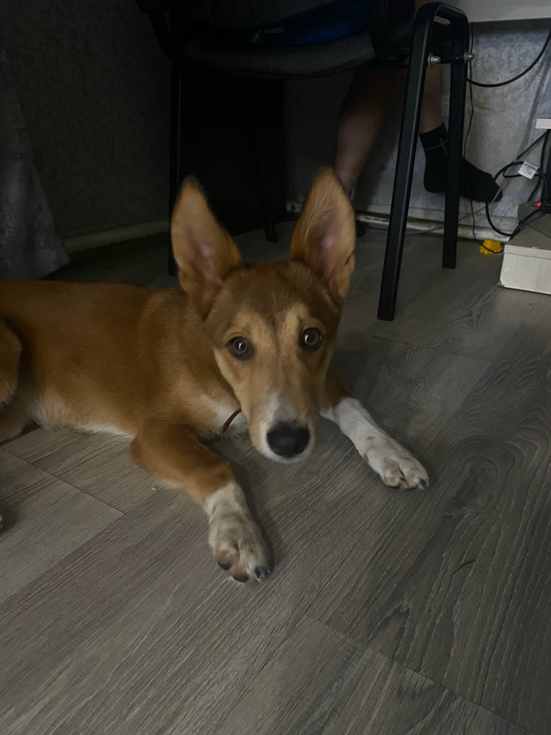 Найдена собака в Кемерове — фото объявления