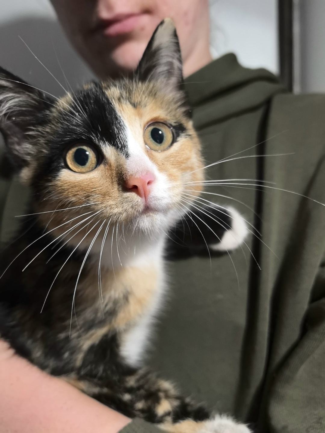 Найдена кошка в Кемерове — фото объявления