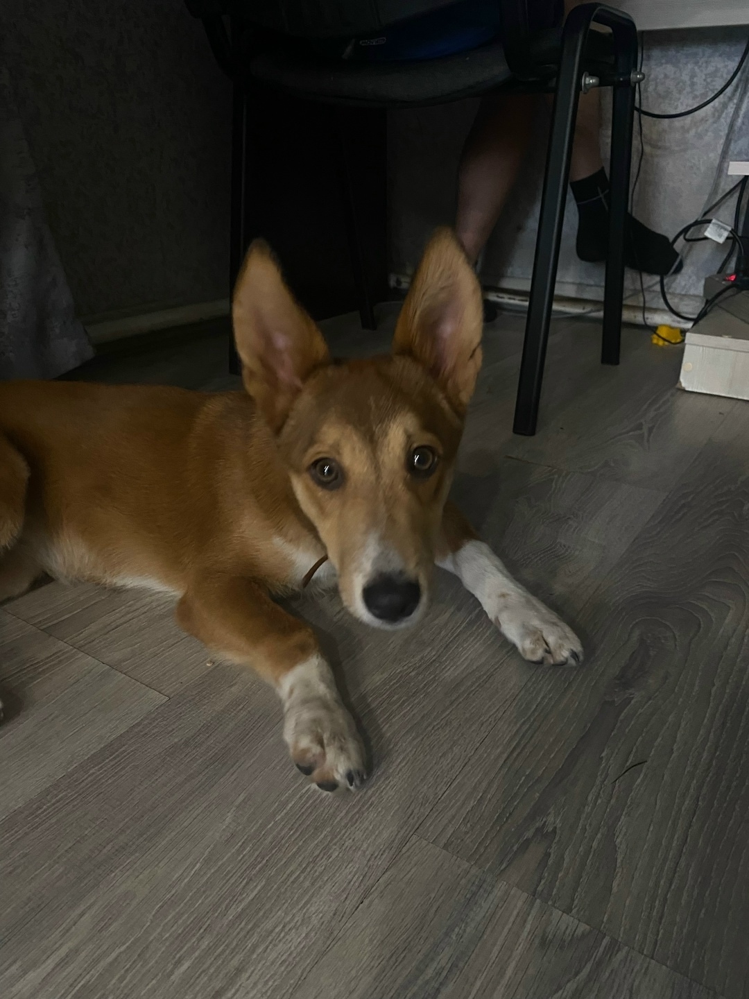 Найдена собака в Кемерове — фото объявления